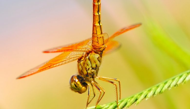 Beautiful dragonfly on a branch with nature background