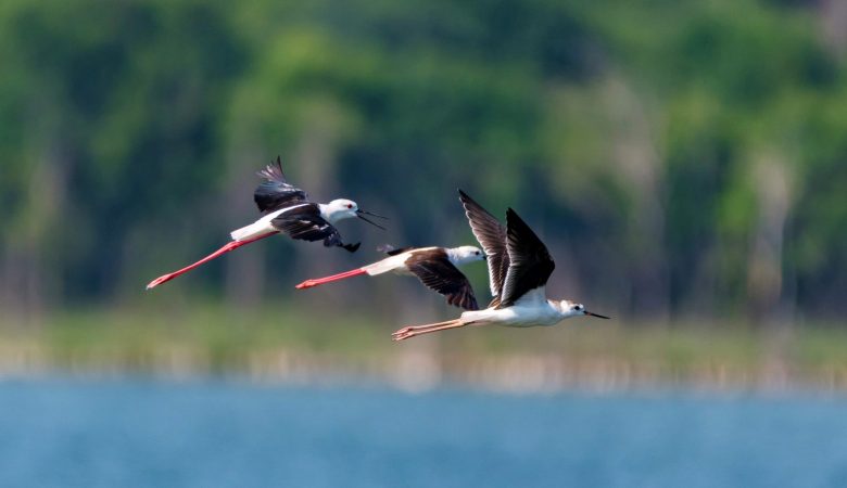 Group of black-winged stilt or Himantopus himantopus fly over water